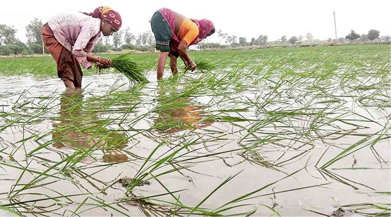 চাষির আয় দ্বিগুণ করার প্রতিশ্রুতি এক মরীচিকা মাত্র