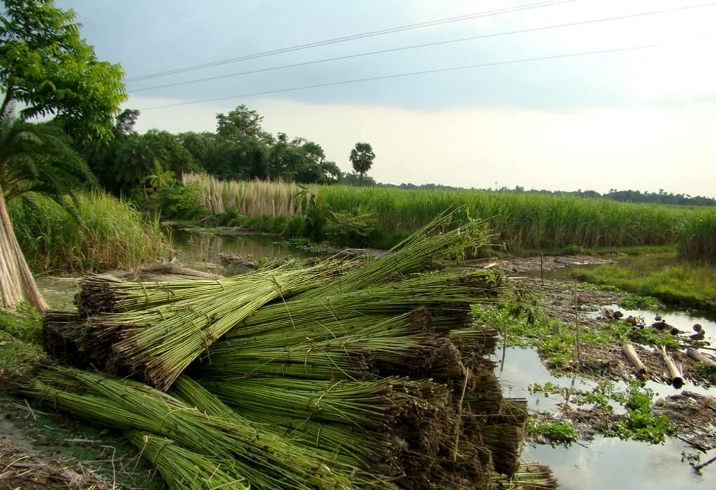 পাট চাষিরা চরম সংকটে