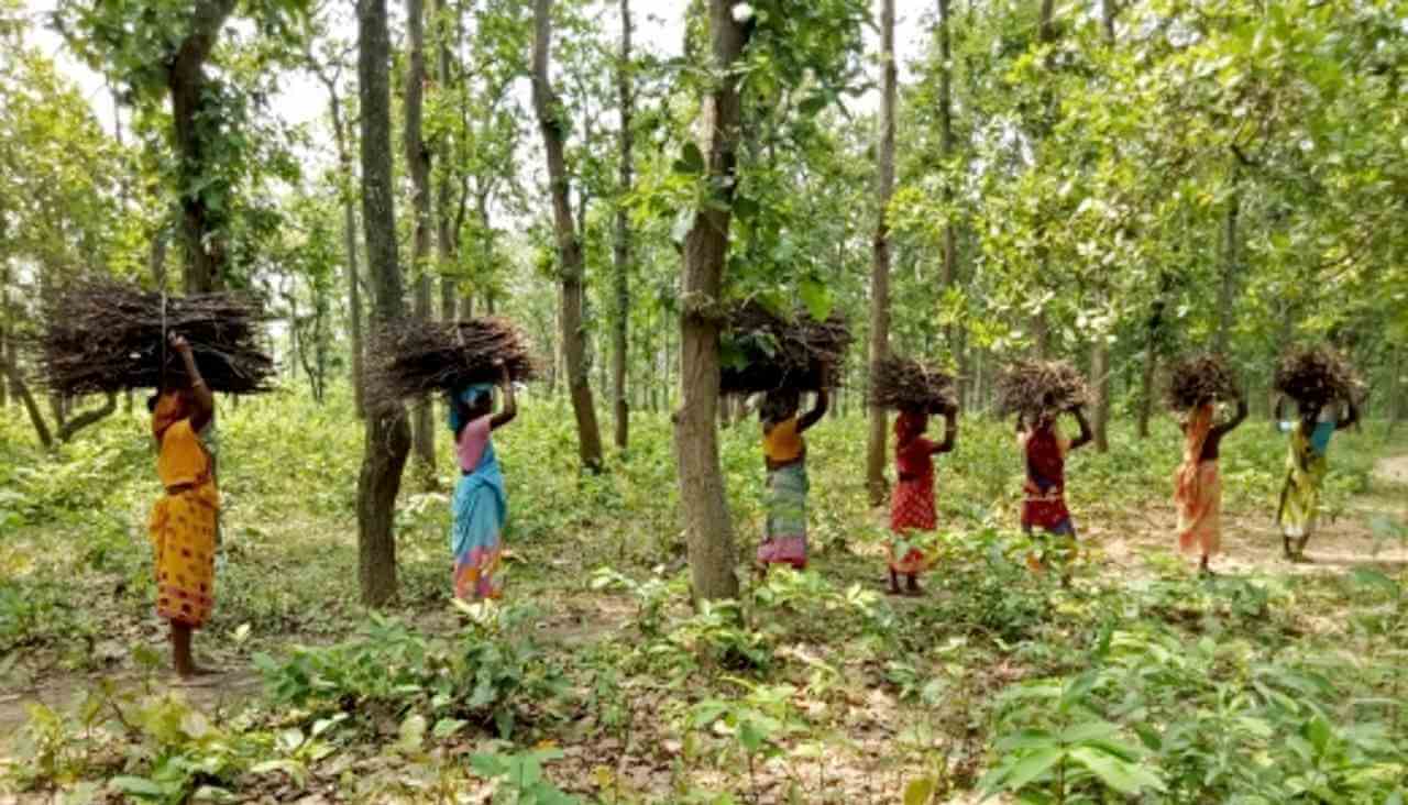 বন (সংরক্ষণ) বিধি ২০২২ : কর্পোরেট মুনাফার জন্য বনাধিকার আইন (২০০৬)-কে খর্ব করার পথ প্রশস্ত হচ্ছে
