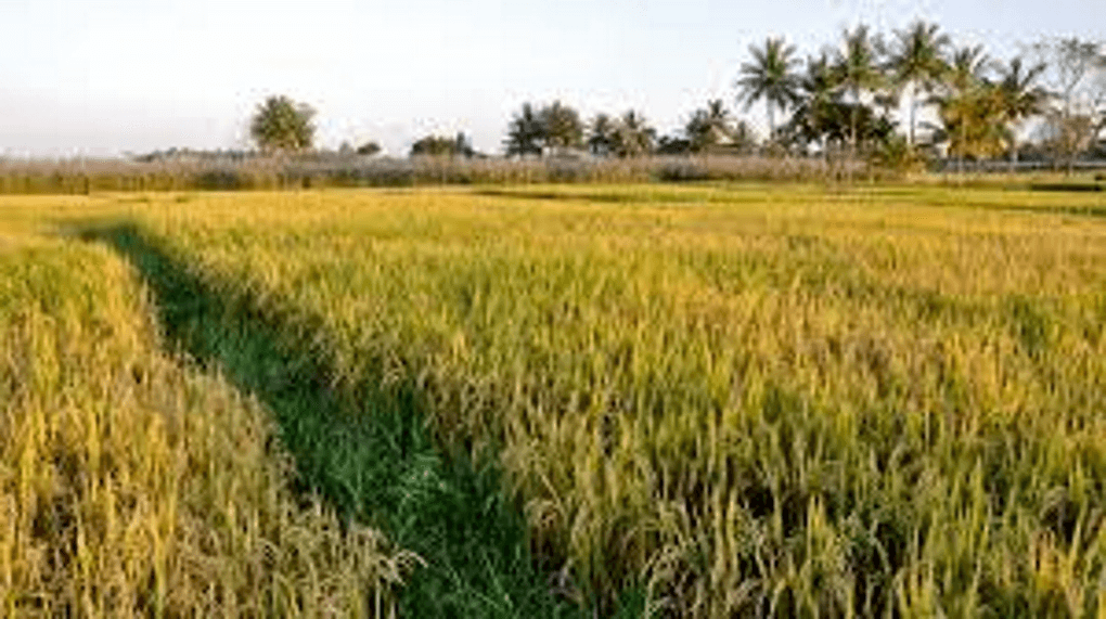 কৃষকদের সাথে আবারও প্রতারণা করলো মোদী সরকার