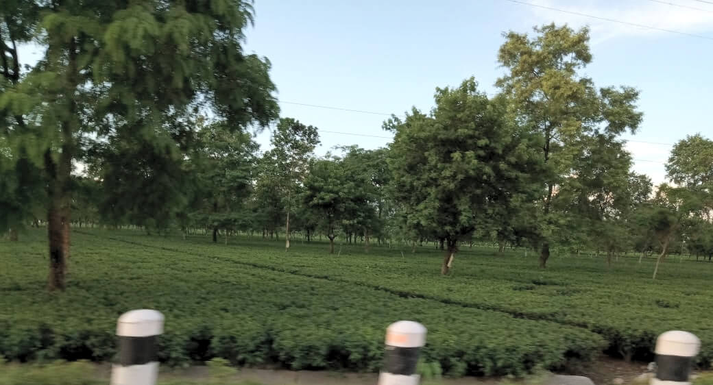চা শ্রমিকদের বোনাস আদায়